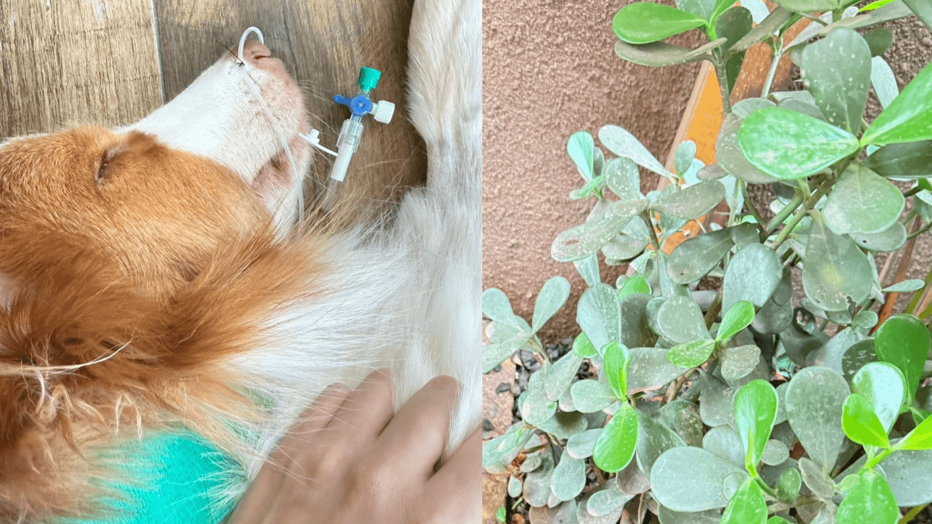 Dog loses vision after being poisoned by plants in the pet area of ​​a bakery in SP