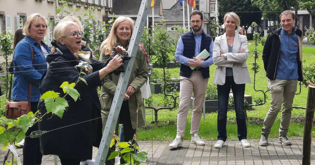 Sviluppo. Il giardino del municipio di Mulhouse si rinnova
