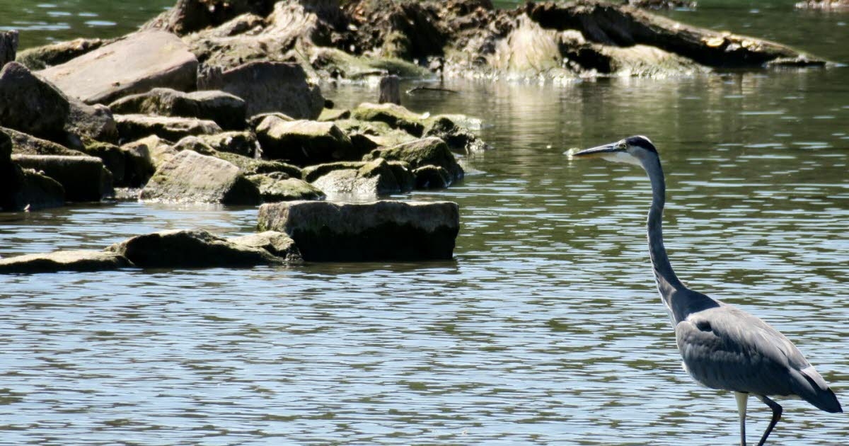 Sélestat. Ratos mortos nas margens: acesso ao lago para passeios de barco proibido
