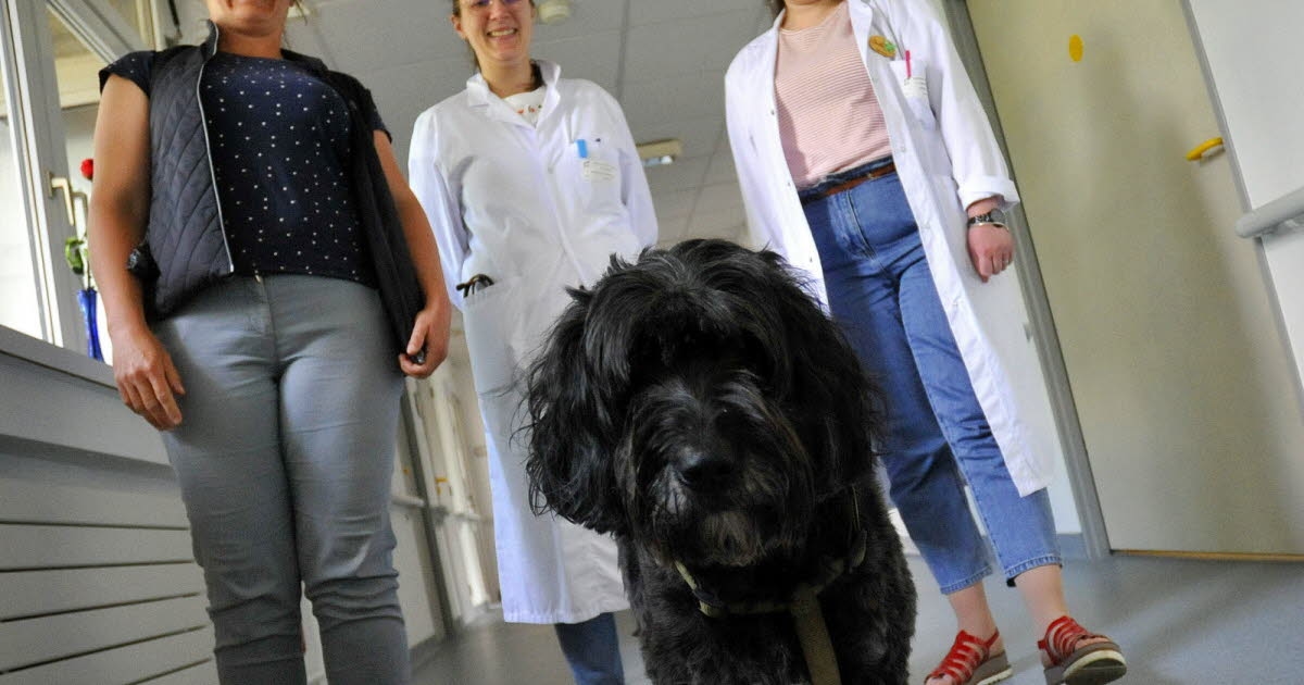 Colmar. Hospitales civiles: Olive, la perrita, brinda consuelo a los pacientes de cuidados paliativos