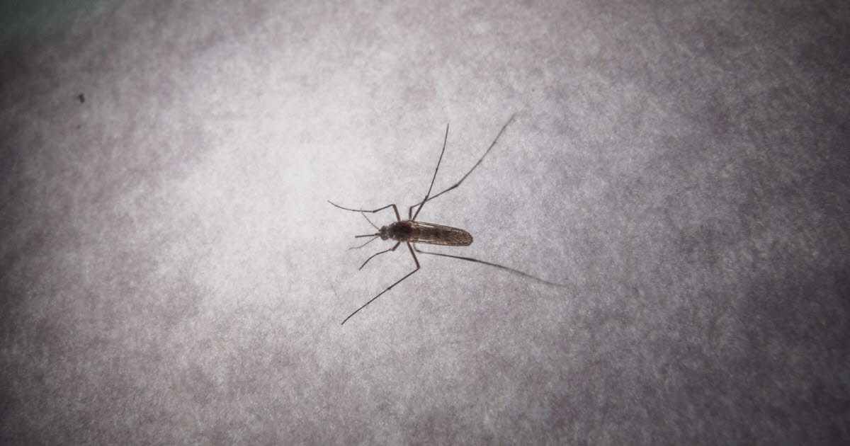 Sağlık. Chikungunya: Fransa anakarasında 12 bulaşma noktası tespit edildi, toplam 31 vaka