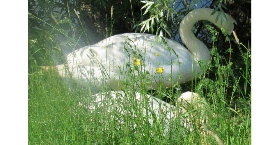 Aves de la Felicidad. Resumen de mayo: Nacimientos y lugares inusuales, rescates y cantos de aves.