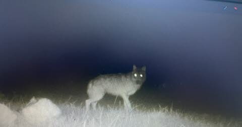 Morey. Attack on several herds: is this animal photographed last night a wolf?