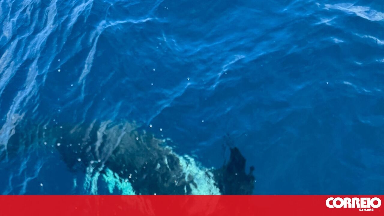 <![CDATA[ Orcas atacam dois veleiros no Algarve ]]>