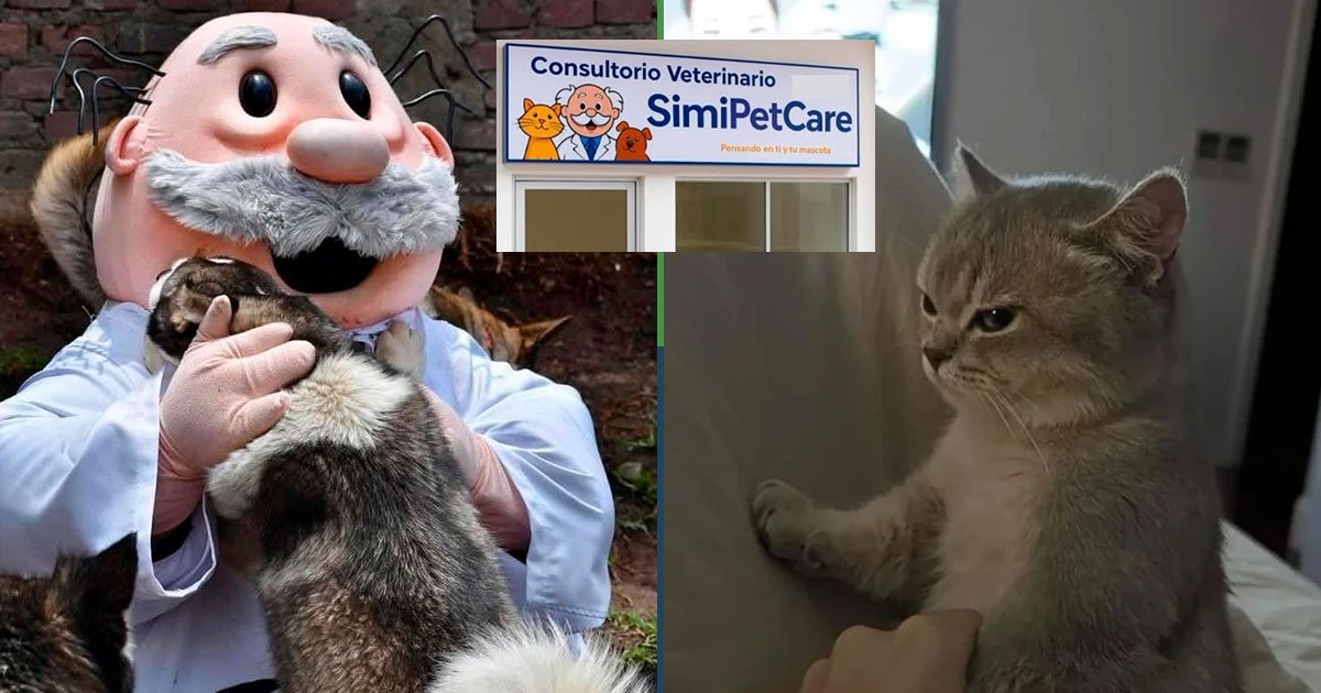 Veterinarias Simi regalarán peluches edición limitada a gatos que no rasguñen al veterinario