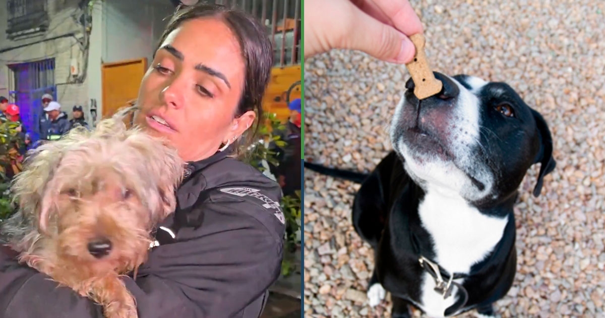Dog rescued by Alessandra Rojo says he was bribed
