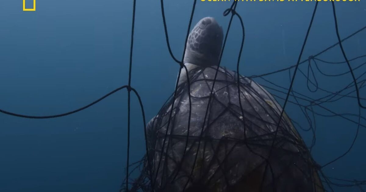 The 1 thing BBC legend David Attenborough says can save the planet that must happen now