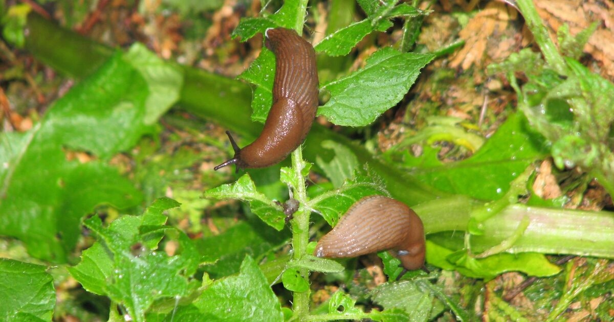 Vegetables in your garden will stay slug-free if you add one kitchen scrap to soil