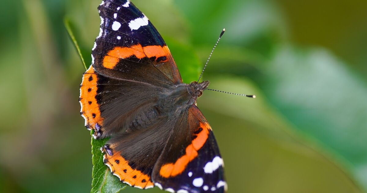 Tuinders worden in augustus aangespoord om één cruciaal ding te doen om geliefde wezens te redden
