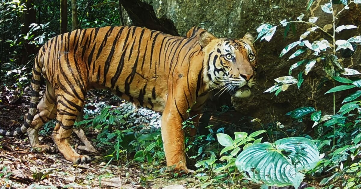 Un marine real lloró al ver lo que la trampa le había hecho al tigre malayo.