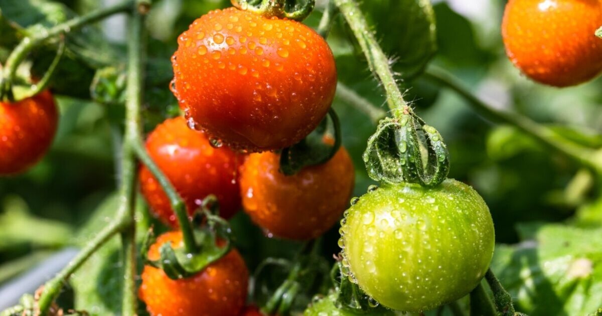Alerta urgente sobre tomate após 29 britânicos serem atingidos por salmonela