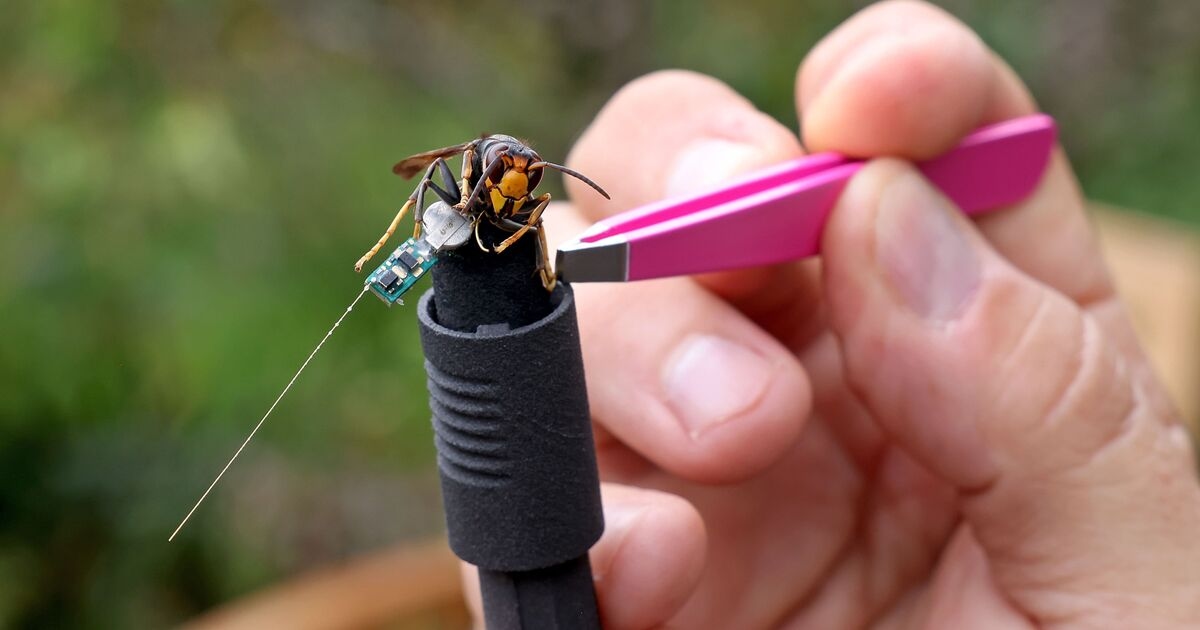 Spy tactics used to track killer Asian hornets and save Britain's bees