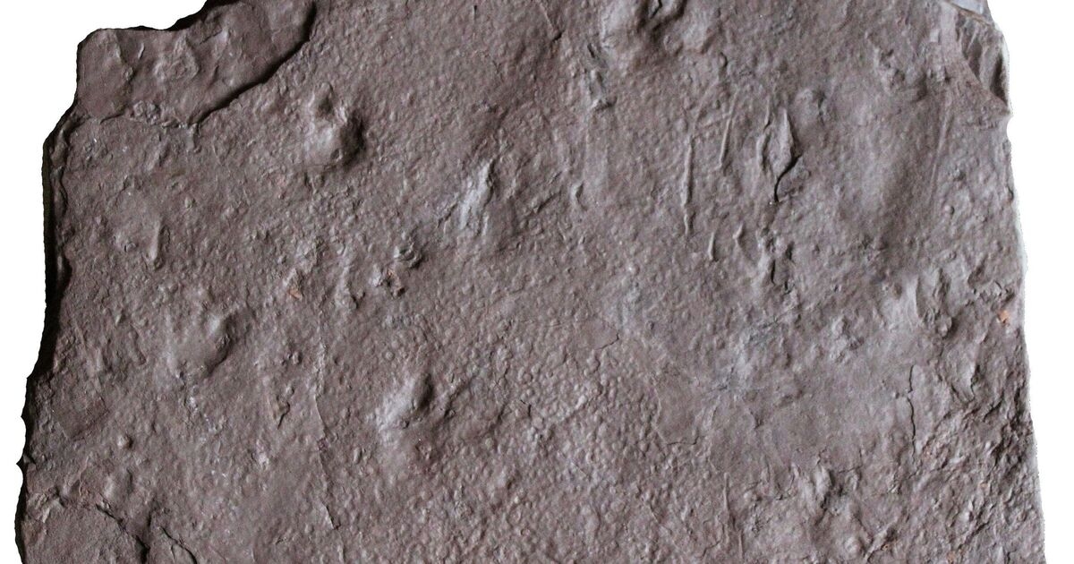 La scoperta sensazionale delle "impronte più antiche di sempre" riscrive completamente la teoria dell'evoluzione