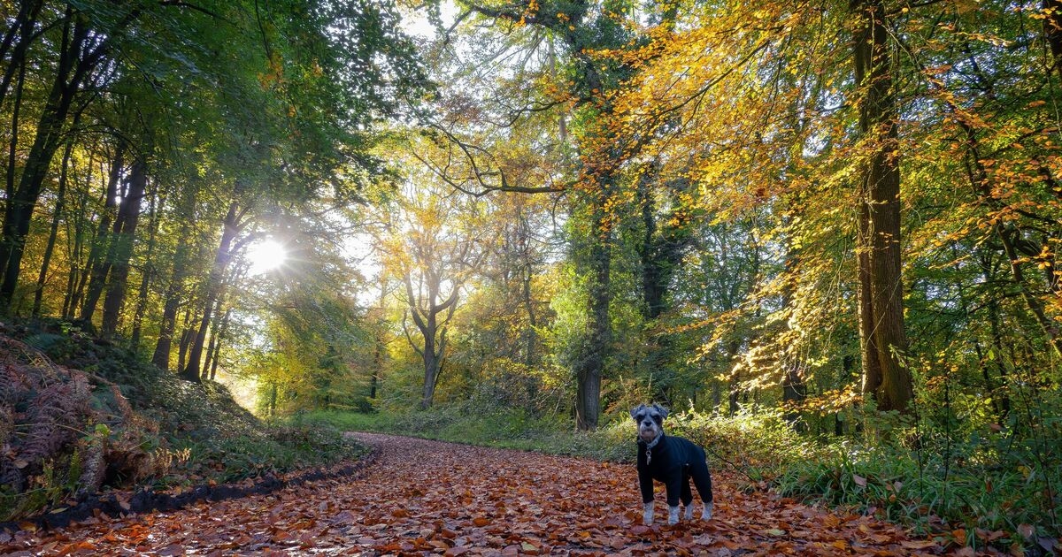 The beautiful forest named the best place in the UK for an autumn walk