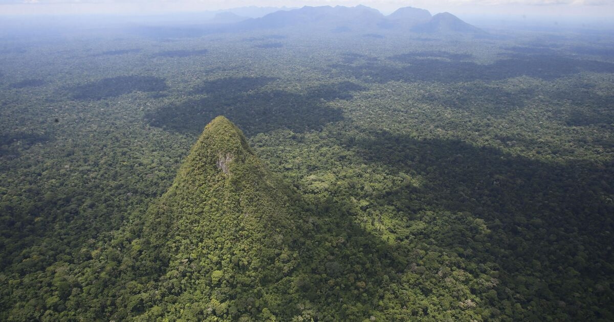 Ancient structure that may be ‘world’s tallest’ discovered in Amazon rainforest