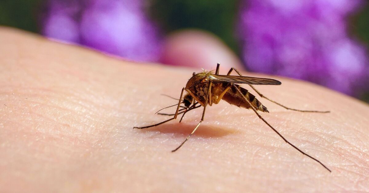 Panic in Spain as first case of deadly disease confirmed in holiday hotspot