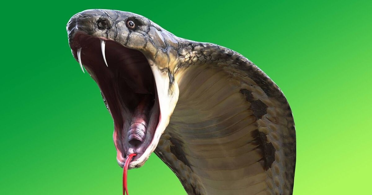 'Suicide by snake' as man provokes 60 reptiles to attack him in sickening death