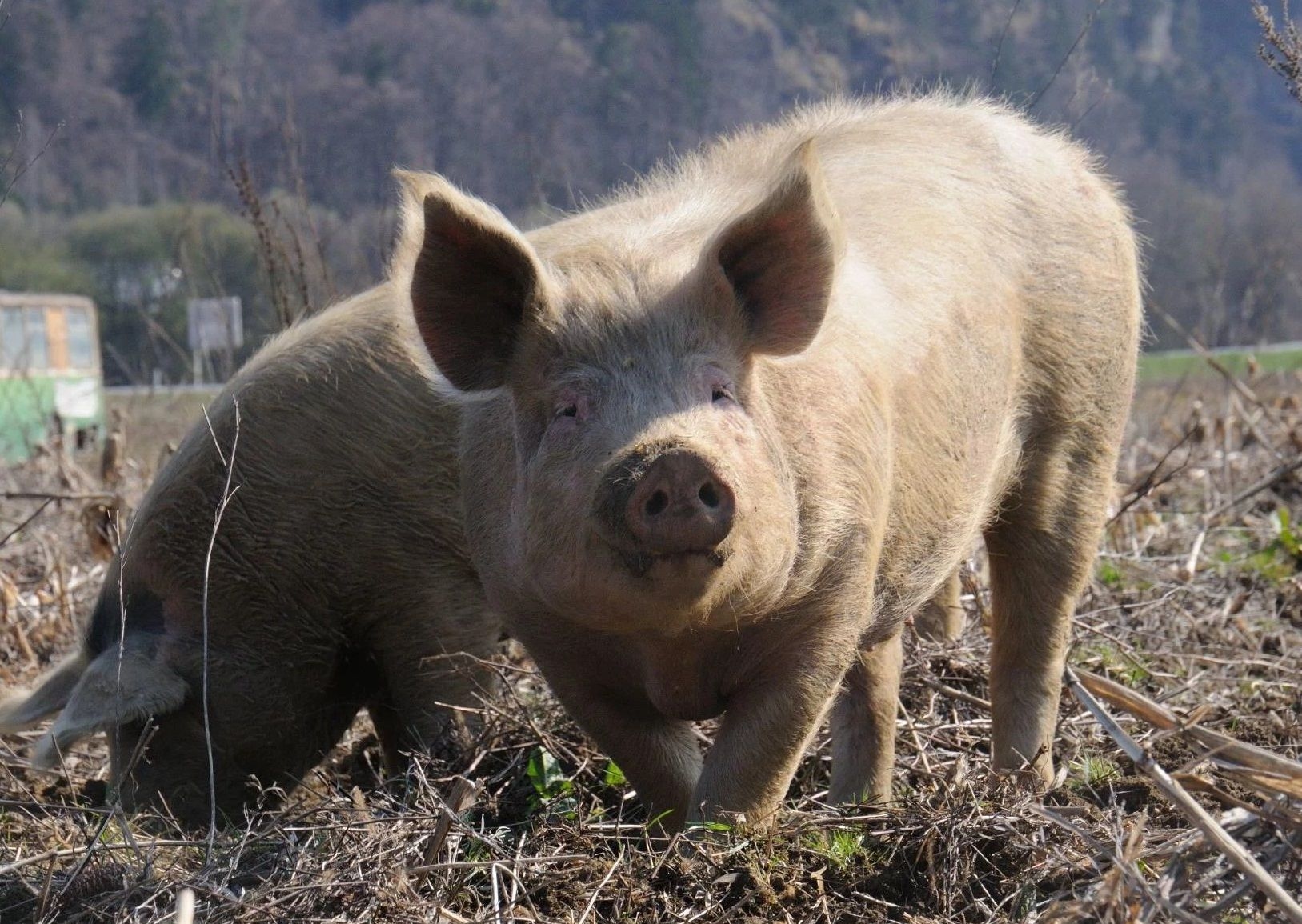 Rada sprzeda 29 owiec, kóz i świnię