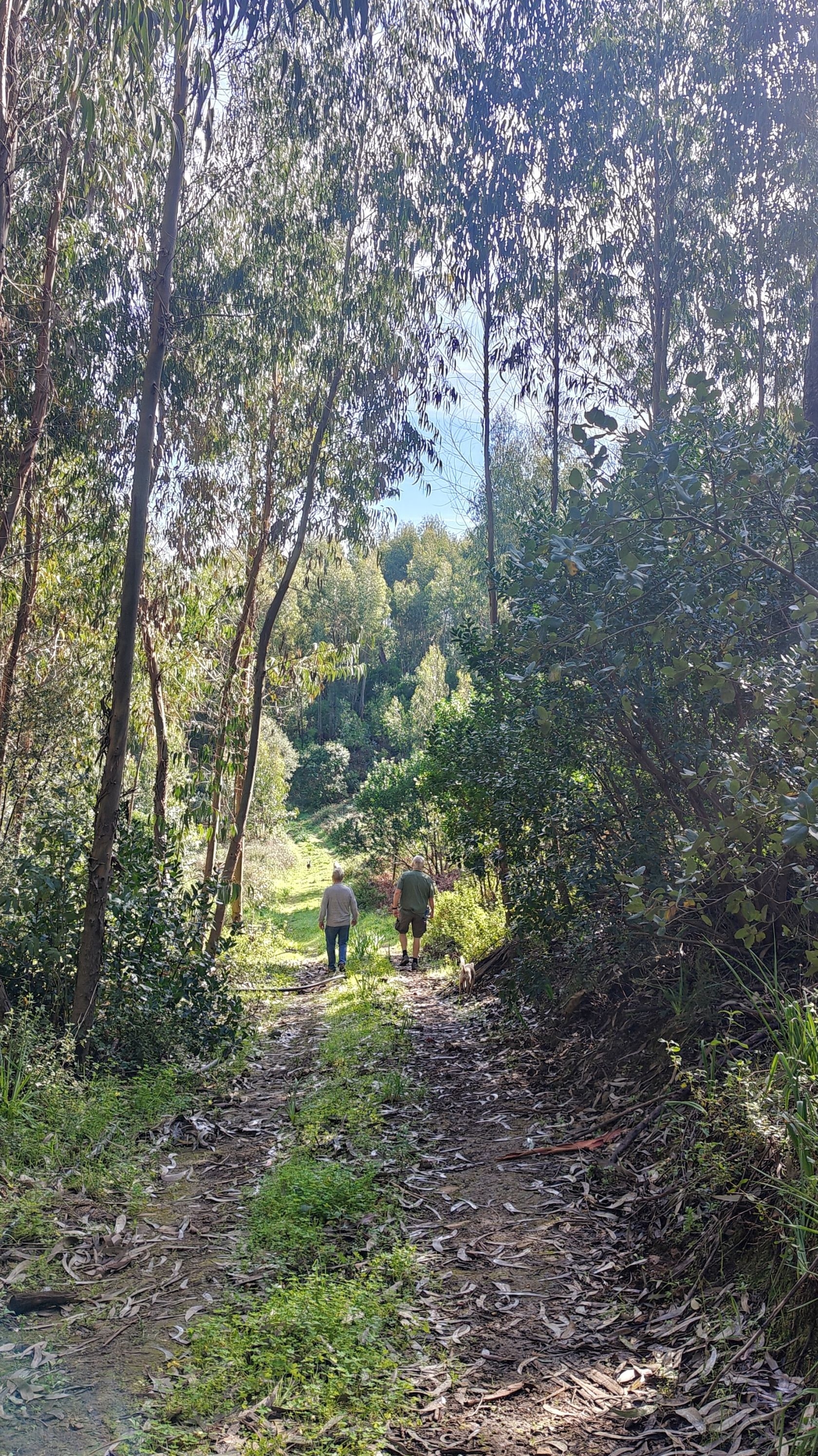 Ofertas de março para banhos na floresta no Algarve