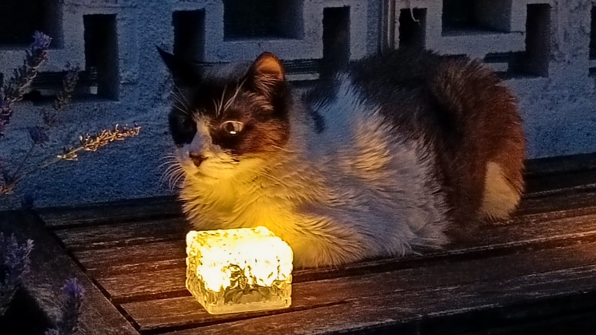 Fernando Ocaña (Saving Furry Friends): Die Qualität des Menschen misst sich auch daran, wie wir mit Streunerkatzen umgehen.