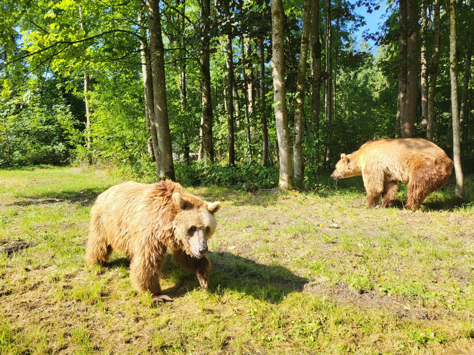 Z León do sanktuarium w Niemczech: nowe życie dwóch najstarszych niedźwiedzi w Hiszpanii w niewoli