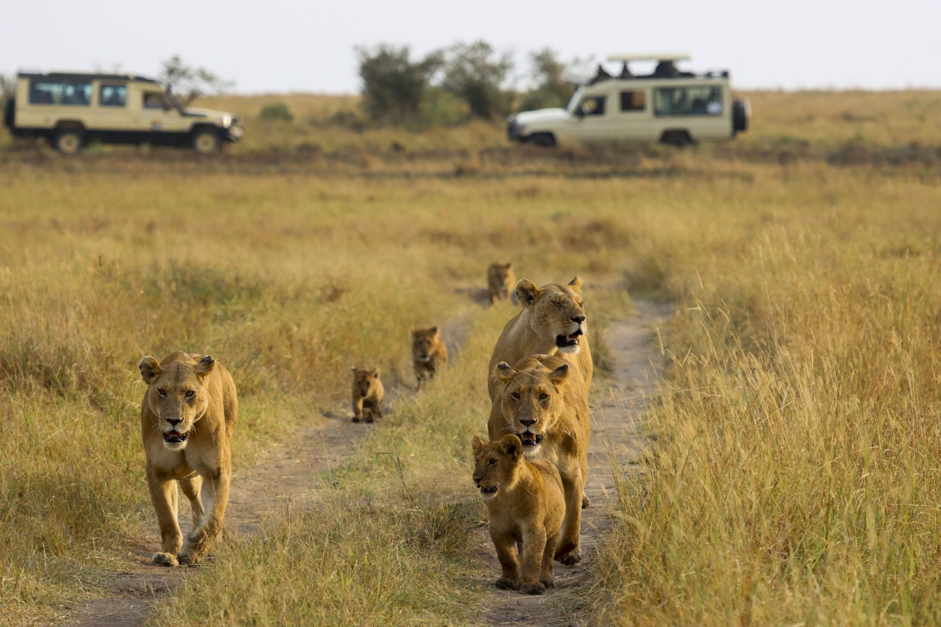 Entre leones y ganado: los riesgos de convivir con la vida salvaje de Kenia