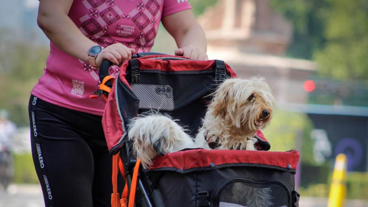 Giustizia per gli animali domestici a Tabasco! Approvata la riforma storica del Codice penale; Pene più severe per i maltrattamenti sugli animali