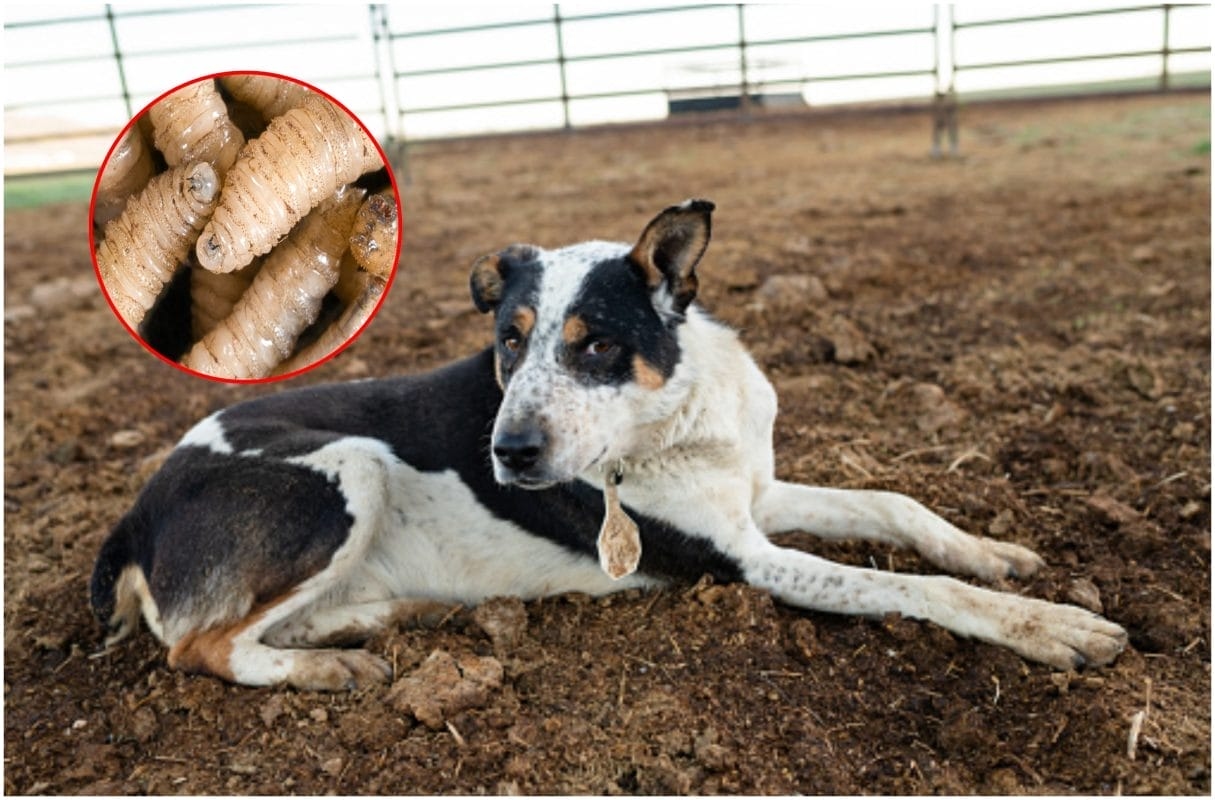 Screwworm has infected 15 dogs on the Yucatan Peninsula.