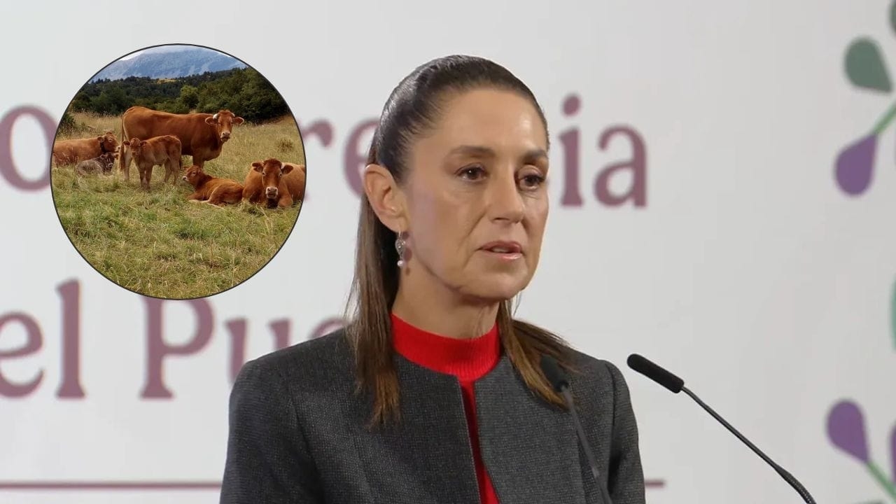 Sheinbaum critica la chiusura delle frontiere a causa del verme della vite