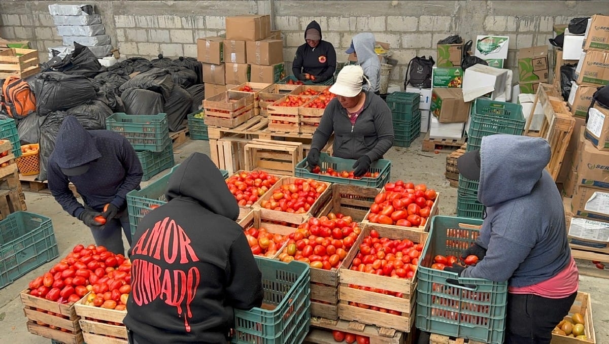 Tomatenproduzenten streben Mindestpreise an, um Exporte in die USA aufrechtzuerhalten