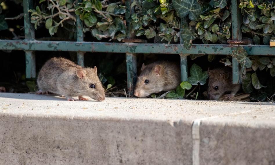 Eles não são os reis apenas de Wrocław. Os ratos são um problema caro nas cidades ocidentais.
