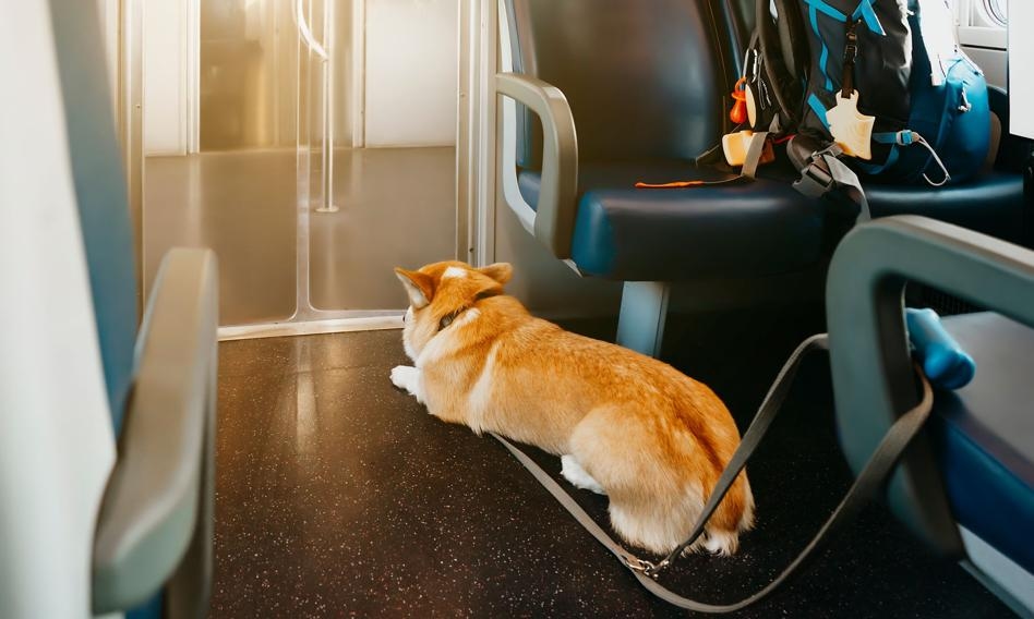 "Cães e gatos não são permitidos." Viajar com um animal de estimação é um verdadeiro desafio.
