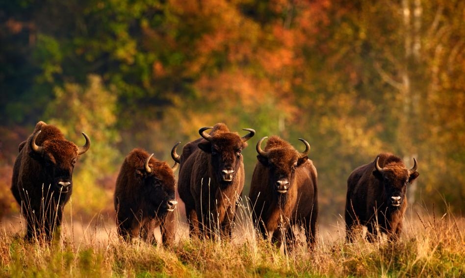 Proibição de caça na Floresta Białowieża é criticada. "Mais de 1.700 comentários enviados"