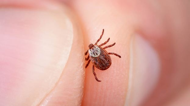 Novgorod residents found 117 more ticks on themselves