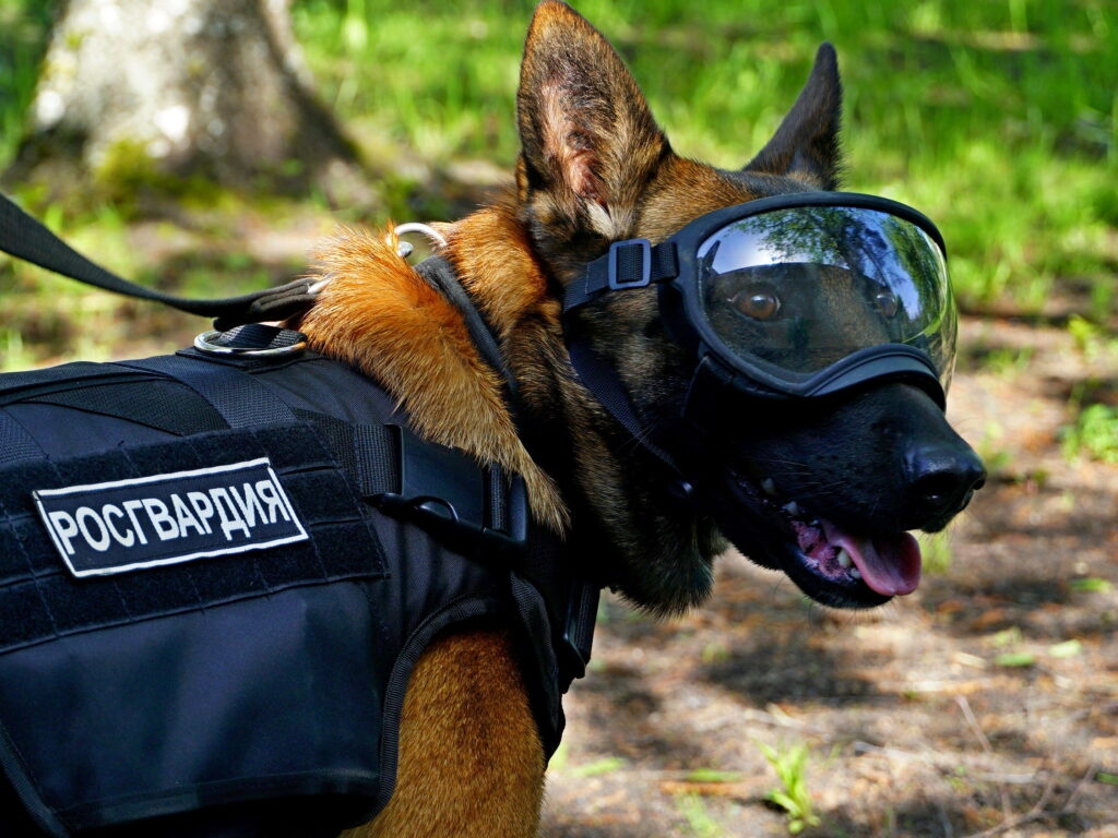 Rosgvardia ha presentato ai ragazzi del distretto di Novgorod un prezioso dipendente a quattro zampe