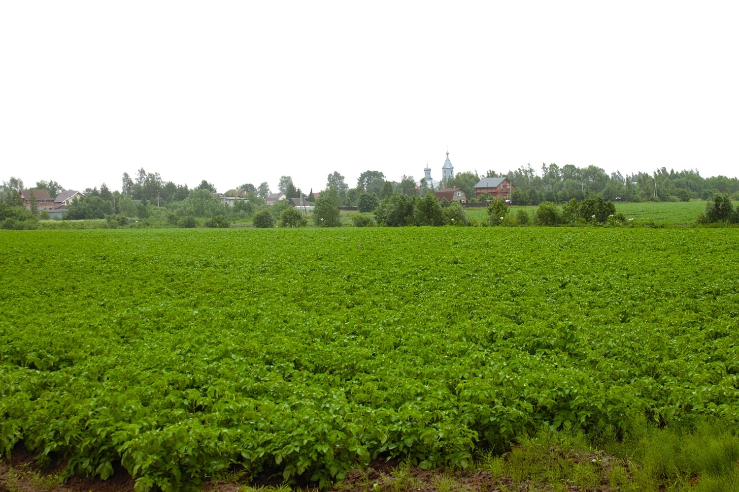 Agricultores de Novgorod superaram expectativas em condições extremas de semeadura de primavera