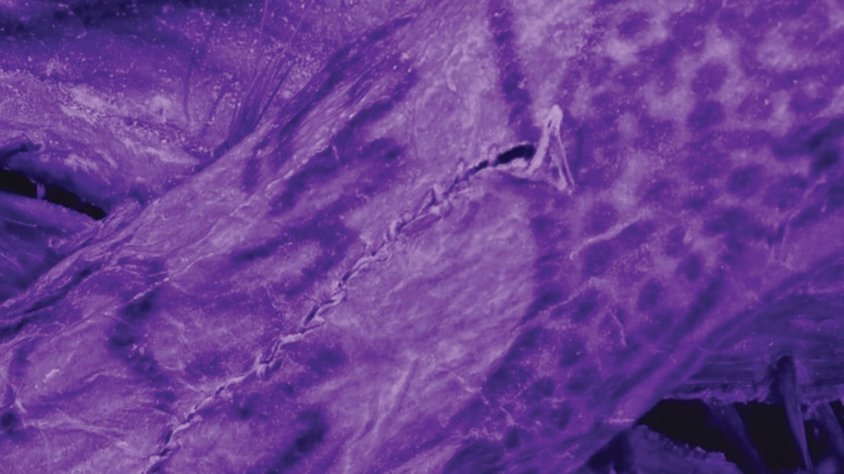 Tatuagens incrivelmente complexas encontradas em 'múmia de gelo' de 2.000 anos