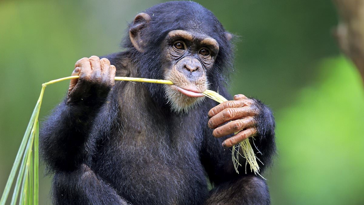 Tratamientos médicos cruciales para humanos descubiertos por animales: ¡desde la cura para el virus estomacal de un chimpancé hasta el alivio del dolor de los osos!