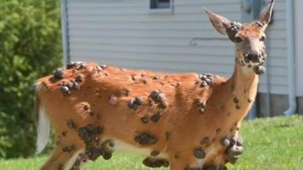 Cause of grotesque wildlife mutations across the US revealed as outbreak fears mount