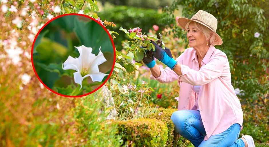 A highly poisonous plant. It causes hallucinations and impaired consciousness. Poles plant it in gardens and on balconies.