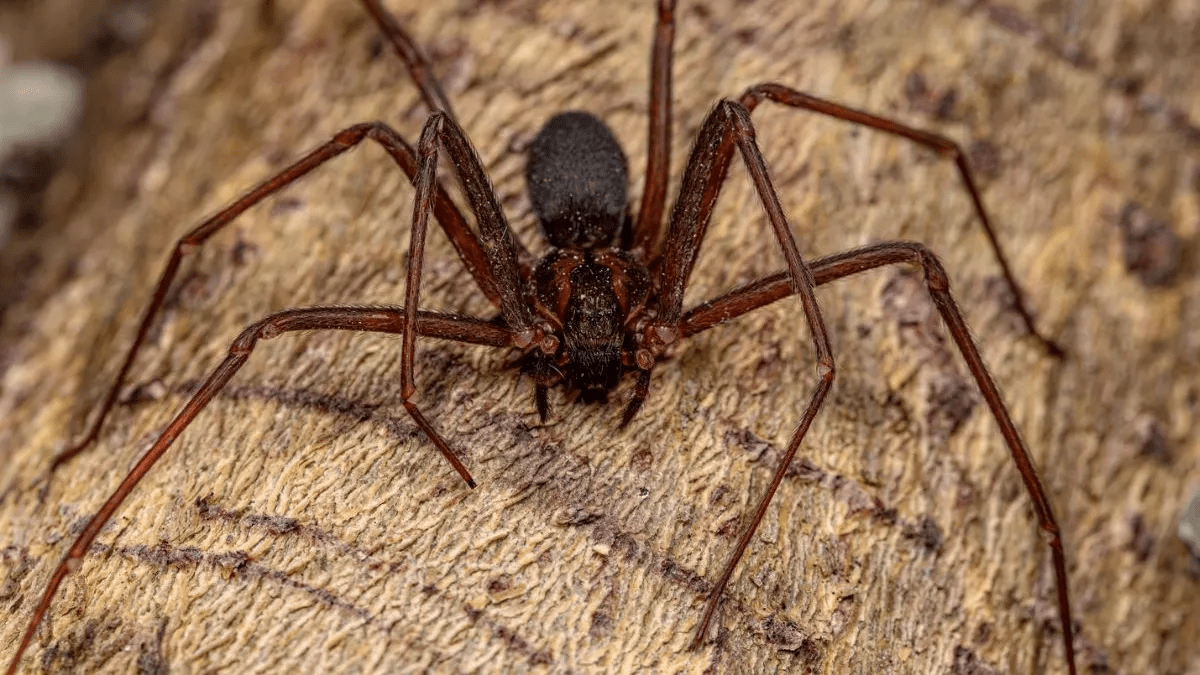 Einsiedlerspinne in Yucatan: Drei ideale Pflanzen, um sie von Ihrem Zuhause zu vertreiben