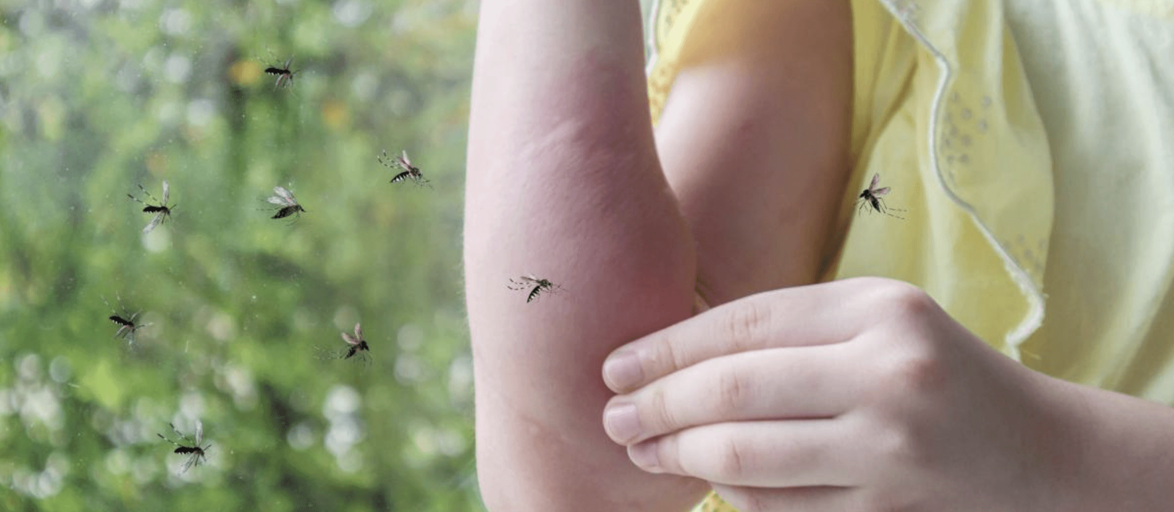 Mosquito Day: What is the oldest mosquito? and other key facts