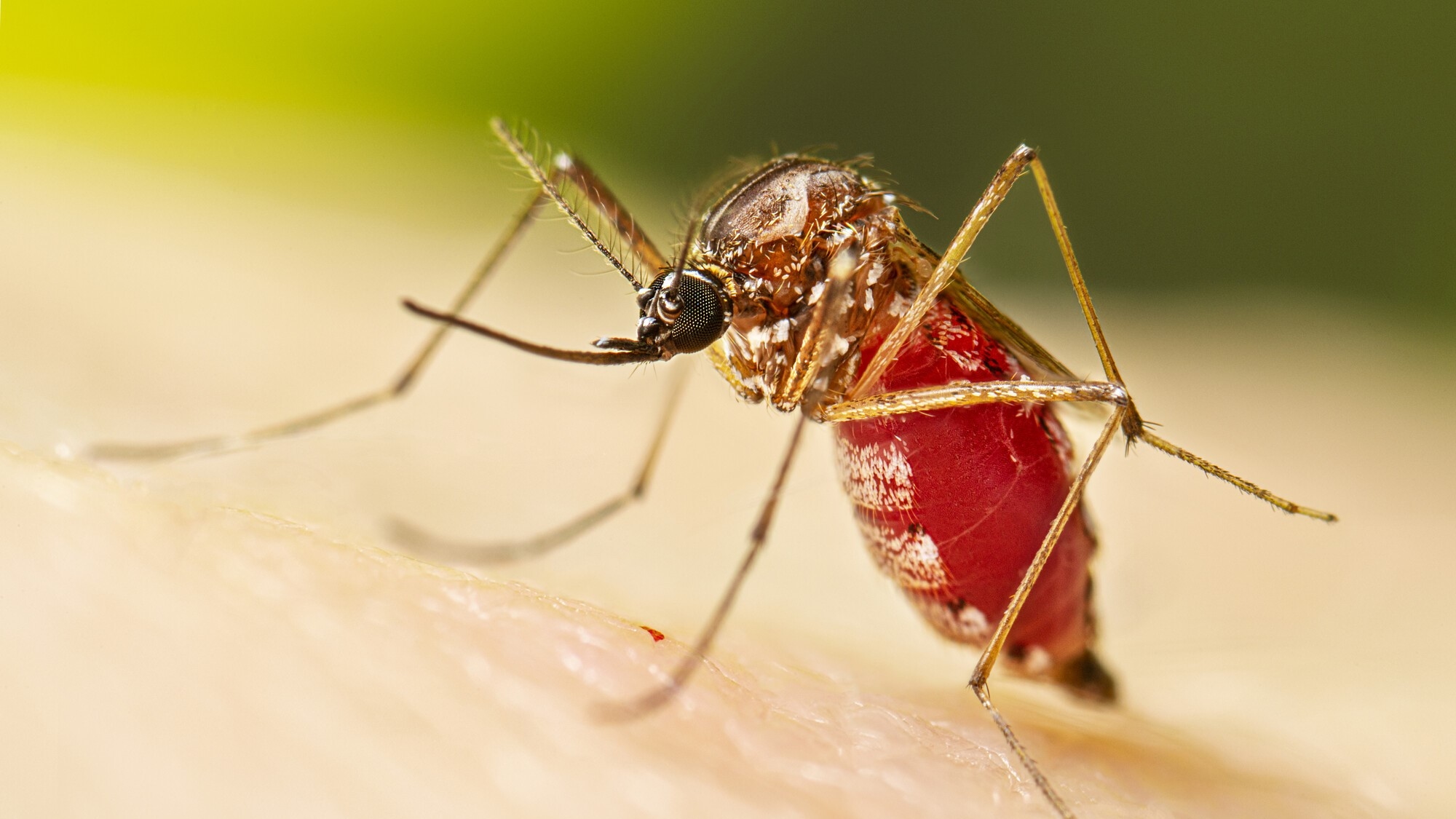 Aufgrund der globalen Erwärmung ist Chikungunya auf dem Vormarsch.