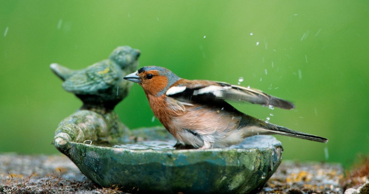 B&M launches £5 outdoor item that keeps birds coming to your garden