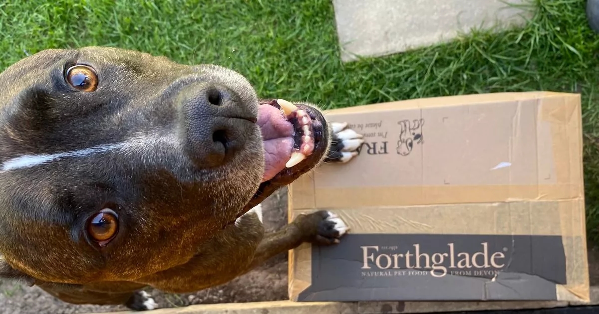 'Cambié la comida de mis perros por una suscripción, ahora ahorro £204 y es mucho más fácil'