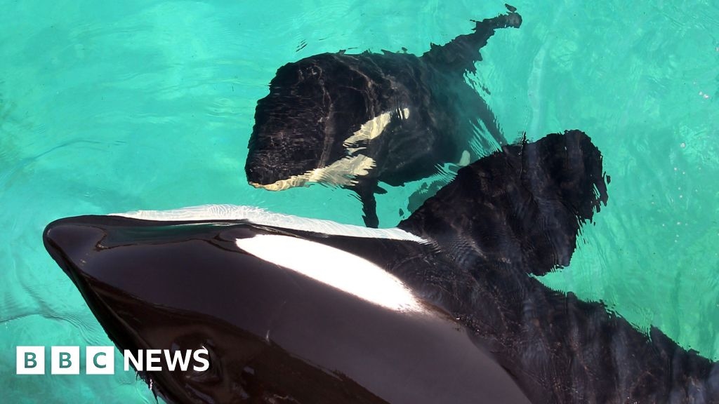 For orca left in limbo, zoo resorts to sexual stimulation to stop inbreeding