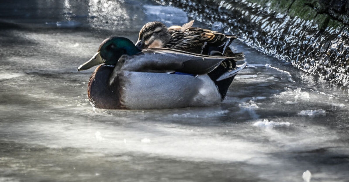 Het zwembad van Kugulu Park is bevroren