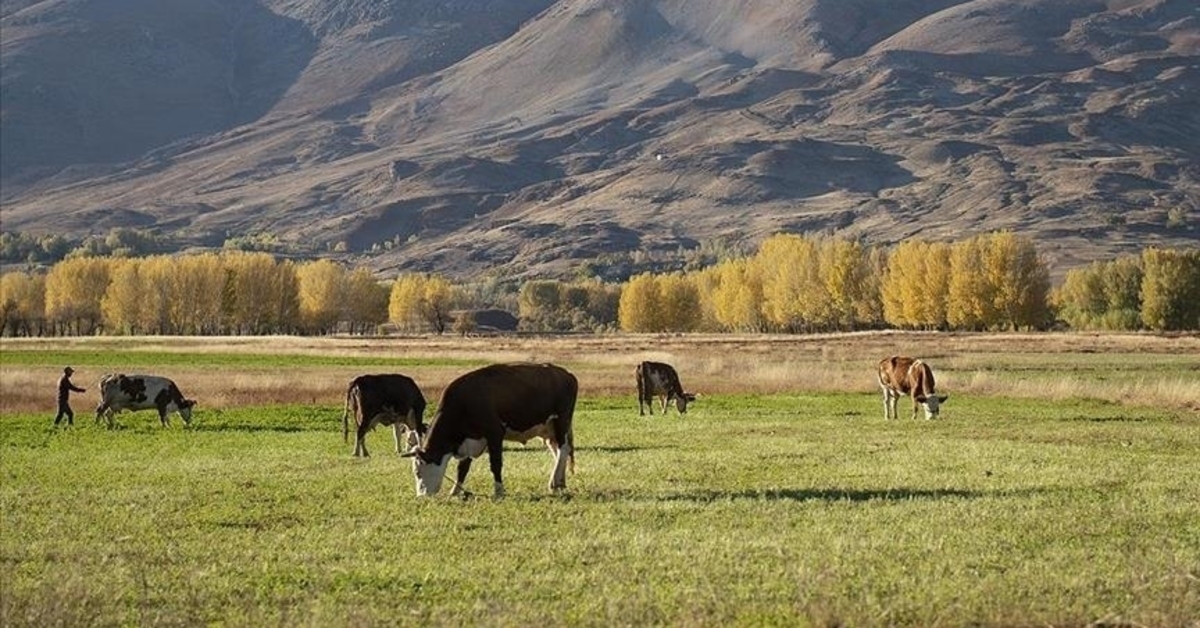 Hayvancılığa Destek Projesi başvuru tarihleri