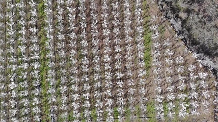 ¡400 árboles asombraron a quienes los vieron! Algunos piensan que ha florecido una flor, mientras que otros piensan que se ha rociado espuma…