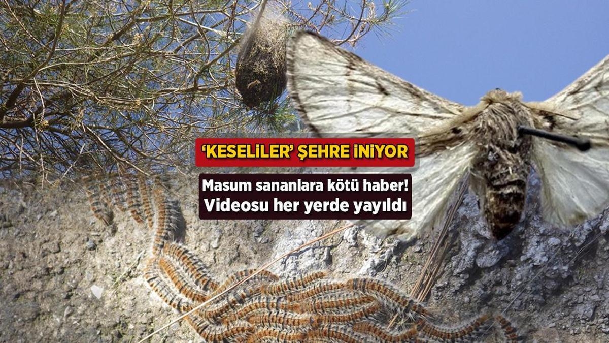 La vidéo est devenue virale partout ! Mauvaise nouvelle pour ceux qui pensent être innocents : les « marsupiaux » arrivent en ville